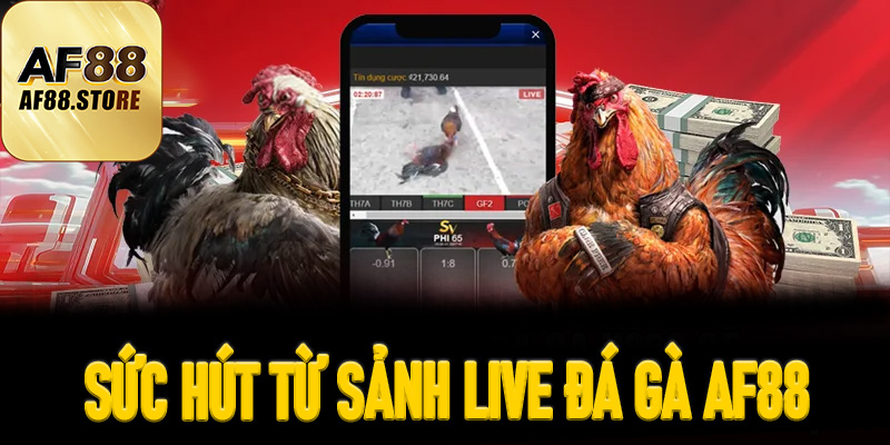 Sức Hút Từ Sảnh Live Đá Gà AF88 – Đấu Trường Rực Lửa Trong Lòng Bàn Tay