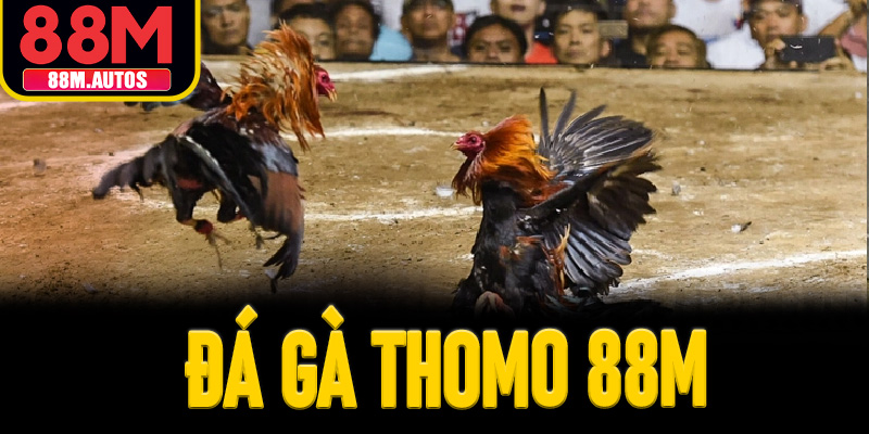 ĐÁ GÀ THOMO 88M